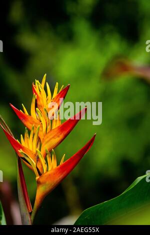 La floraison de fleurs (Heliconia heliconia ortotricha) libre. Photographié dans la forêt tropicale du Costa Rica en juillet Banque D'Images