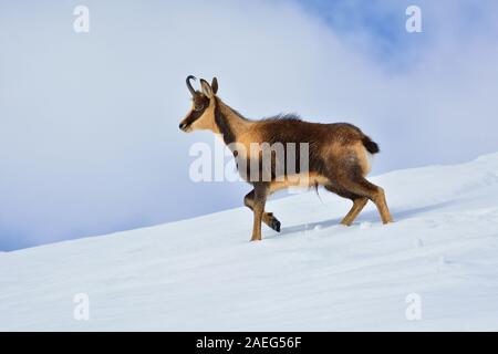 Chamois dans la neige sur les sommets du Parc National Picos de Europa en Espagne. Rebeco,Rupicapra rupicapra. Banque D'Images