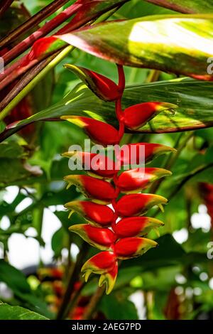 Heliconia Rostrata (également connu sous le nom de griffe du homard suspendu ou faux oiseau du paradis) est une plante herbacée vivace originaire du Pérou, Bolivie, Colombie, Costa Banque D'Images