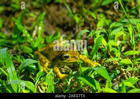 Grenouille masquée ou masquées rock frog (Litoria personata) est une espèce d'amphibiens de la famille des Hylidés, ses habitats naturels sont les Banque D'Images