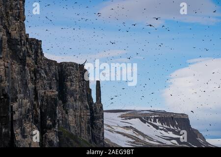 Colonie de Guillemots de Brünnich guillemot de Brünnich ou (Uria lomvia) à Aalkefjellet Hinlopenstretet Spitsbergen, Svalbard, qui abrite plus de 60 000 Banque D'Images