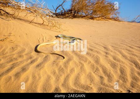 Braid Snake ou Jan's Cliff Racer (Platyceps rhodorachis) est une espèce de serpents trouvés en Asie centrale et au Moyen-Orient. Photographié en Israël en de Banque D'Images