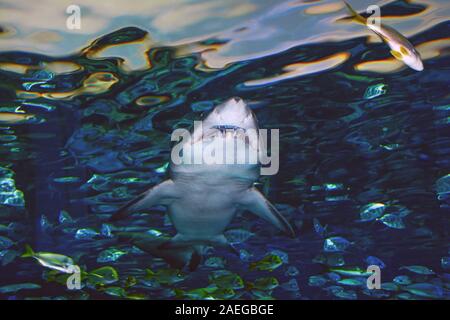 Shark de dessous avec les poissons nagent autour de Banque D'Images