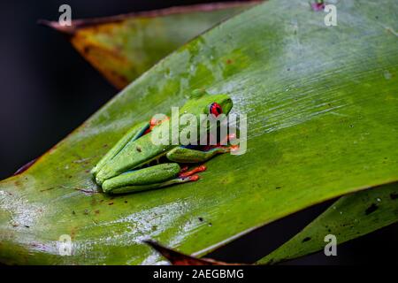 Rainette aux yeux rouges (agalychnis callidryas) au Costa Rica Rainforest. Cette grenouille est trouvé dans les forêts tropicales d'Amérique centrale, où il vit Banque D'Images