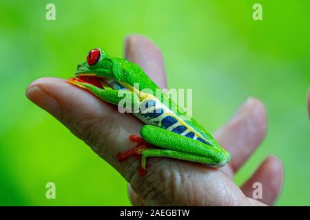 Femme détient une rainette aux yeux rouges (agalychnis callidryas) sur la paume de sa main au Costa Rica Rainforest. Cette grenouille se trouve dans les régions tropicales de l'rainfores Banque D'Images