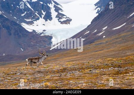 Un mâle Renne du Svalbard (Rangifer tarandus platyrhynchus) dans la toundra en été avec son bois toujours en velours. Ce mammifère herbivore est le sm Banque D'Images