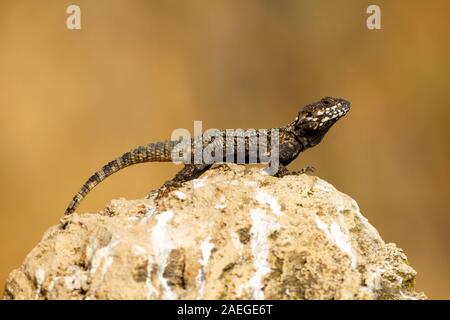 Roughtail rock Laudakia stellio (agama), se prélassant au soleil sur un rocher, photographié en Israël Banque D'Images