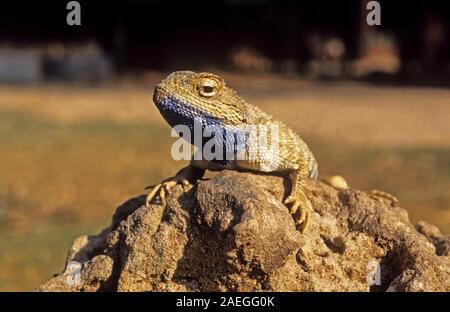 Savigny's agama (Trapelus savignii) est une espèce de lézards de la famille des Agamidae. C'est trouvé en Egypte, Israël et les territoires palestiniens. Phot Banque D'Images