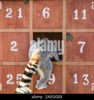 ZSL zoo de Whipsnade, UK, 09 déc 2019. Le zoo s'espiègle troupe de ring-tailed lémuriens trouver une nouvelle escalade dans leur maison, sous la forme d'un immense calendrier de l'avent avec veg-remplie sous windows. Lémuriens, les rhinocéros, les lions et les chèvres pygmées tous les service d'une ambiance festive surprise de gardiens se préparent à célébrer Noël avec les animaux au ZSL zoo de Whipsnade. Credit : Imageplotter/Alamy Live News Banque D'Images