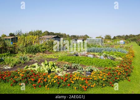 Allotissement néerlandais jardins avec la culture de légumes et de fleurs en été, Pays-Bas Banque D'Images