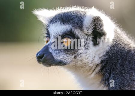 Gros plan portrait de lemur à queue annulaire (Lemur catta), curieux Banque D'Images