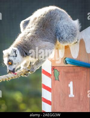 ZSL zoo de Whipsnade, UK, 09 déc 2019. Le zoo s'espiègle troupe de ring-tailed lémuriens trouver une nouvelle escalade dans leur maison, sous la forme d'un immense calendrier de l'avent avec veg-remplie sous windows. Lémuriens, les rhinocéros, les lions et les chèvres pygmées tous les service d'une ambiance festive surprise de gardiens se préparent à célébrer Noël avec les animaux au ZSL zoo de Whipsnade. Credit : Imageplotter/Alamy Live News Banque D'Images