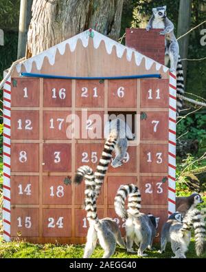 ZSL zoo de Whipsnade, UK, 09 déc 2019. Le zoo s'espiègle troupe de ring-tailed lémuriens trouver une nouvelle escalade dans leur maison, sous la forme d'un immense calendrier de l'avent avec veg-remplie sous windows. Lémuriens, les rhinocéros, les lions et les chèvres pygmées tous les service d'une ambiance festive surprise de gardiens se préparent à célébrer Noël avec les animaux au ZSL zoo de Whipsnade. Credit : Imageplotter/Alamy Live News Banque D'Images