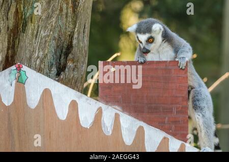 ZSL zoo de Whipsnade, UK, 09 déc 2019. Santa est par la cheminée. Le zoo s'espiègle troupe de ring-tailed lémuriens trouver une nouvelle escalade dans leur maison, sous la forme d'un immense calendrier de l'avent avec veg-remplie sous windows. Lémuriens, les rhinocéros, les lions et les chèvres pygmées tous les service d'une ambiance festive surprise de gardiens se préparent à célébrer Noël avec les animaux au ZSL zoo de Whipsnade. Credit : Imageplotter/Alamy Live News Banque D'Images