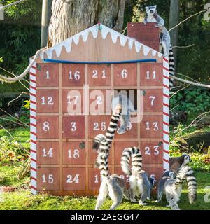 ZSL zoo de Whipsnade, UK, 09 déc 2019. Le zoo s'espiègle troupe de ring-tailed lémuriens trouver une nouvelle escalade dans leur maison, sous la forme d'un immense calendrier de l'avent avec veg-remplie sous windows. Lémuriens, les rhinocéros, les lions et les chèvres pygmées tous les service d'une ambiance festive surprise de gardiens se préparent à célébrer Noël avec les animaux au ZSL zoo de Whipsnade. Credit : Imageplotter/Alamy Live News Banque D'Images