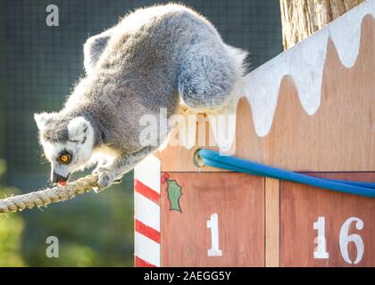 ZSL zoo de Whipsnade, UK, 09 déc 2019. Le zoo s'espiègle troupe de ring-tailed lémuriens trouver une nouvelle escalade dans leur maison, sous la forme d'un immense calendrier de l'avent avec veg-remplie sous windows. Lémuriens, les rhinocéros, les lions et les chèvres pygmées tous les service d'une ambiance festive surprise de gardiens se préparent à célébrer Noël avec les animaux au ZSL zoo de Whipsnade. Credit : Imageplotter/Alamy Live News Banque D'Images