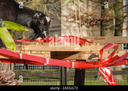 ZSL zoo de Whipsnade, UK, 09 déc 2019. La troupe de zoo KThe chèvres pygmées ont un grand temps de grignoter sur leur Noël, tandis que Catherine Doherty keepers et Stacey Barker. Lémuriens, les rhinocéros, les lions et les chèvres pygmées tous les service d'une ambiance festive surprise de gardiens se préparent à célébrer Noël avec les animaux au ZSL zoo de Whipsnade. Credit : Imageplotter/Alamy Live News Banque D'Images