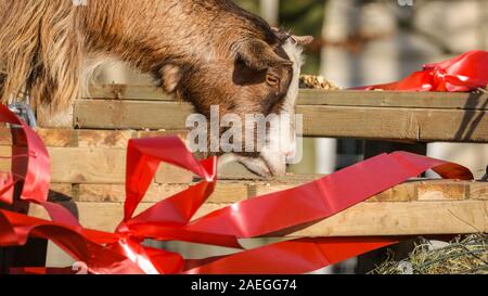 ZSL zoo de Whipsnade, UK, 09 déc 2019. La troupe de zoo KThe chèvres pygmées ont un grand temps de grignoter sur leur Noël, tandis que Catherine Doherty keepers et Stacey Barker. Lémuriens, les rhinocéros, les lions et les chèvres pygmées tous les service d'une ambiance festive surprise de gardiens se préparent à célébrer Noël avec les animaux au ZSL zoo de Whipsnade. Credit : Imageplotter/Alamy Live News Banque D'Images