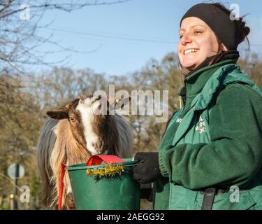 ZSL zoo de Whipsnade, UK, 09 déc 2019. Chèvre "Kallisti (du nom du jeux de trônes Caractère) Heureusement, avec armature en replis de Catherine Doherty (à droite) et Stacey Barker (à gauche). La troupe du zoo de chèvres pygmées ont un grand temps de grignoter sur leur Noël. Lémuriens, les rhinocéros, les lions et les chèvres pygmées tous les service d'une ambiance festive surprise de gardiens se préparent à célébrer Noël avec les animaux au ZSL zoo de Whipsnade. Credit : Imageplotter/Alamy Live News Banque D'Images