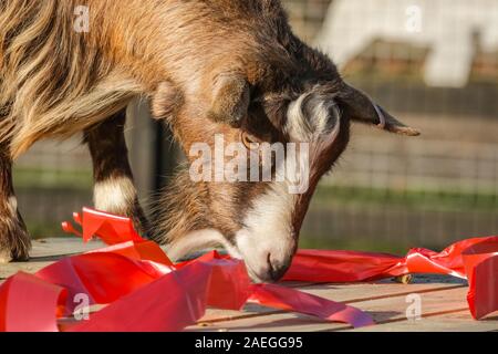 ZSL zoo de Whipsnade, UK, 09 déc 2019. La troupe de zoo KThe chèvres pygmées ont un grand temps de grignoter sur leur Noël, tandis que Catherine Doherty keepers et Stacey Barker. Lémuriens, les rhinocéros, les lions et les chèvres pygmées tous les service d'une ambiance festive surprise de gardiens se préparent à célébrer Noël avec les animaux au ZSL zoo de Whipsnade. Credit : Imageplotter/Alamy Live News Banque D'Images