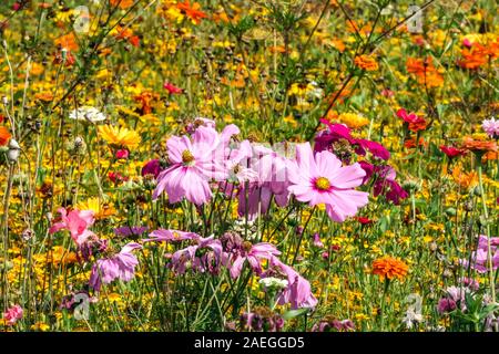 Fleurs Plantes annuelles concept croissante Banque D'Images