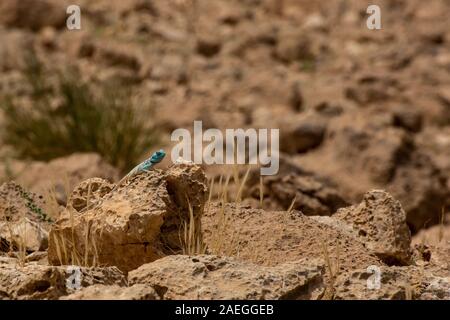 (Pseudotrapelus sinaitus Sinai Agama agama sinaita), anciennement au soleil sur un rocher. Photographié en Israël en mai Banque D'Images