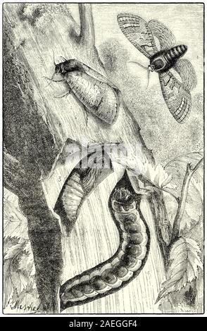 Cossus cossus, la chèvre, est une espèce d'amphibien de la famille Cossidae trouvés dans le Nord de l'Afrique, l'Asie et l'Europe. Les chenilles ont une bande rouge-pourpre à travers le dos et une tête noire et atteindre une longueur de 9 à 10 cm. Les chenilles se nourrissent dans les troncs et branches d'un grand nombre d'arbres prendre trois à cinq ans pour atteindre la maturité. Les trous de Caterpillar peut être trouvé au bas de la tige (maximum 1,0 à 1,5 cm au-dessus du sol). Lorsqu'il est prêt à se métamorphoser la chenille quitte l'arbre pour trouver un endroit adapté. Banque D'Images