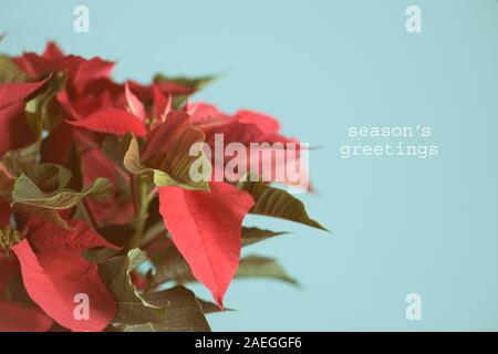 Gros plan des feuilles rouges d'une fleur de Noël et le texte du temps des fêtes sur un fond bleu pâle Banque D'Images