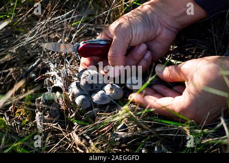 Closeup of a young caucasian Woman picking un chevalier gris, également connu sous le nom de champignons tricholoma sale, dans une forêt Banque D'Images