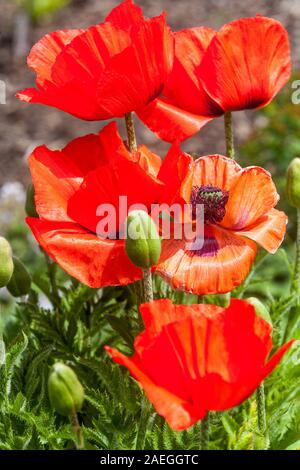 Fleurs éclatantes Oriental Rouge Coquelicot - Papaver orientale, fleurs de pavot rouge Banque D'Images