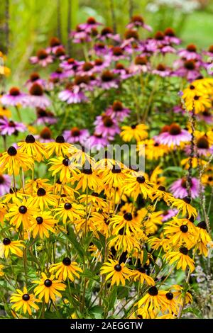 Coneflowers violets mélange de fleurs jaunes dans une bordure Echinacea Rudbeckia Fleurs du mois d'août Banque D'Images