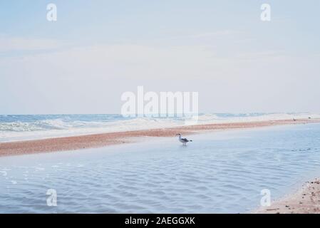 Seagull marche sur la rive de la mer bleue. Mouette oiseau blanc sur la plage contre le fond de l'eau bleu naturel. Banque D'Images