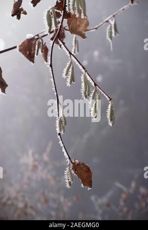 Branches d'un aulne glutineux, Alnus glutinosa recouvert de cristal de glace. Brouillard congelé sur les branches des arbres Banque D'Images