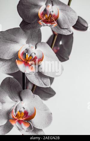 Trois fleurs orchidée chrome blossoming dans un beau bouquet Banque D'Images