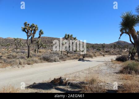 Des plantes indigènes du sud du désert de Mojave corral cheval perdu Mine Road dans Joshua Tree National Park. Banque D'Images