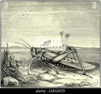 Le criquet migrateur (Locusta migratoria) est la plus répandue des espèces de criquets, et la seule espèce du genre Locusta. Elle se produit dans toute l'Afrique, Asie, Australie et Nouvelle-Zélande. En raison de la vaste zone géographique qu'il occupe, lequel comporte plusieurs zones écologiques différentes, de nombreuses sous-espèces ont été décrites. De nombreuses autres espèces de criquets grégaires avec et peut-être les comportements migratoires sont qualifiées de "sauterelles" dans la langue vernaculaire, y compris la diffusion à grande échelle de lutte contre le criquet pèlerin. Banque D'Images