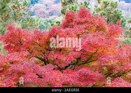 Jardin avec des couleurs de l'automne, à l'origine créé par Musō Soseki, du Tenryū-ji temple bouddhiste Zen, Kyoto, Japon Banque D'Images