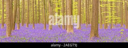 Une belle forêt bluebell en fleurs. Photographié dans la forêt de Halle (Hallerbos) en Belgique. Banque D'Images