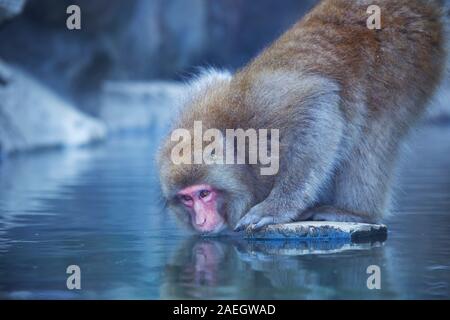 Un singe macaque japonais (neige) à partir de la source d'eau chaude potable extérieure à Jigokudani Monkey Park. Banque D'Images