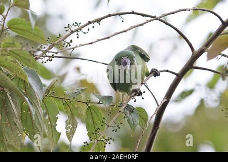 Layard's Parakeet Psittacula (calthropae) Banque D'Images