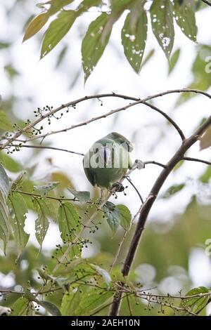 Layard's Parakeet Psittacula (calthropae) Banque D'Images