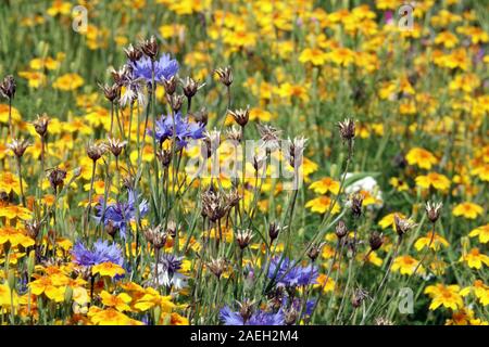 Prairie fleurie fleurs bleues jaunes jardin Centaurea cyanus 'Blue Boy' Tagetes fleurs de prairie jardin Marigolds Centaurea Marigold Bachelors boutons Banque D'Images