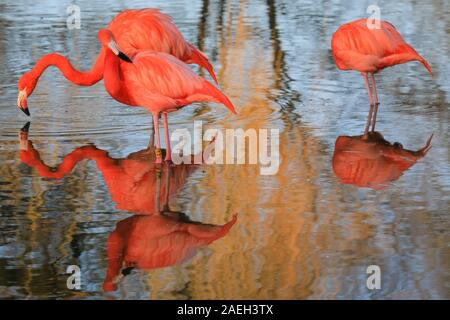 ZSL zoo de Whipsnade, UK. 09Th Dec, 2019. Les flamants roses, un groupe de flamants roses, de plus (Phoenicopterus roseus) profiter des derniers rayons chauds du soleil d'hiver dans leur étang que leurs organes aux couleurs vives sont reflétés par une froide et venteuse, mais journée ensoleillée dans le Bedfordshire. Credit : Imageplotter/Alamy Live News Banque D'Images