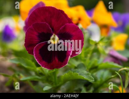 Pansy rouge dans le jardin Banque D'Images