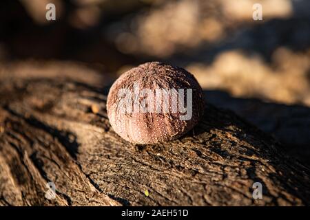 Gros plan sur une coquille d'oursin de mer sur un rocher Banque D'Images