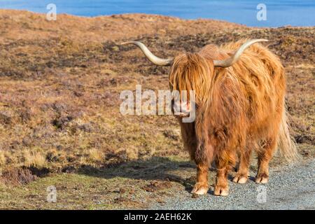 Vache Highland cattle en mode paysage sur l'île de Skye près de Elgol, Scotland, UK en Mars Banque D'Images