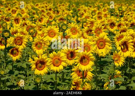 Domaine de la politique du tournesol ou champ de tournesol, Helianthus annuus, Provence France Banque D'Images