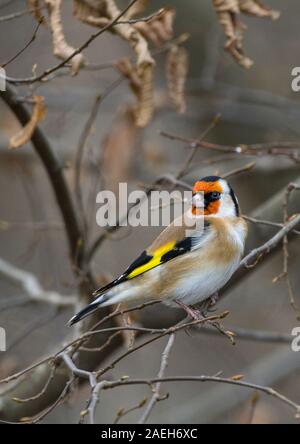 Chardonneret (Carduelis) corps brun sable blanc au ventre et joues visage rouge ailes noires avec une large barre jaune queue noire avec des marques blanches et une couronne noire Banque D'Images