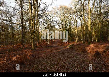 La fin de l'automne dans le parc national New Forest, Royaume-Uni, Banque D'Images