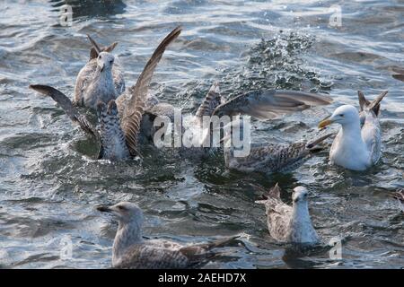 Le Goéland argenté, Larus argentatus, troupeau d'adultes et les jeunes sur la lutte contre la mer plus de nourriture, Largs, Northumberland, Angleterre. Banque D'Images